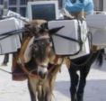 Il mulo da soma scalpitante